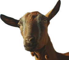 Soignon Goat