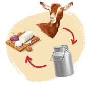 Image de la catégorie : Goat milk journey